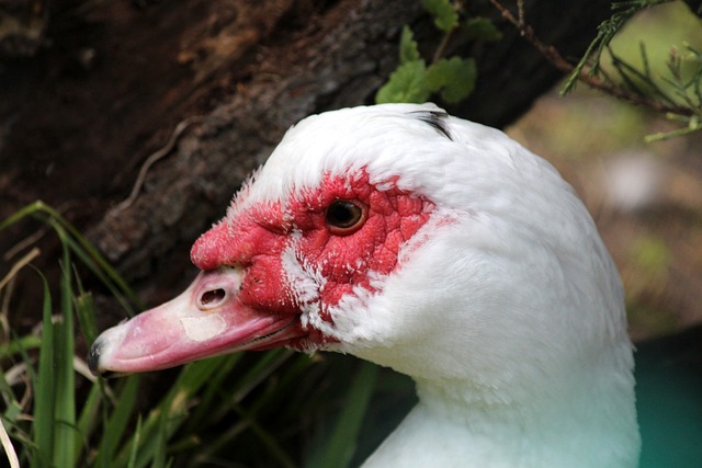 也为足球俱 也为足球俱